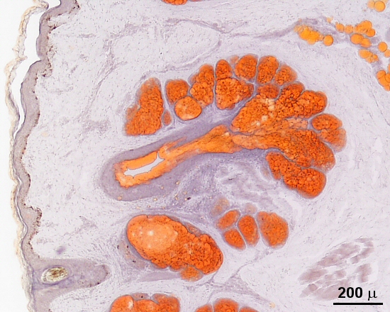 Anatomie Histologische Technik