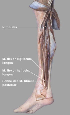 tibialis posterior flexor digitorum longus flexor hallucis longus