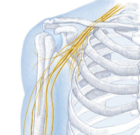 Verteilung des Nervus intercostobrachialis